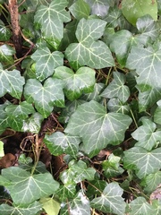 Hedera helix
