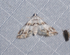 Oxyelophila callista