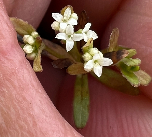 Bog Bedstraw