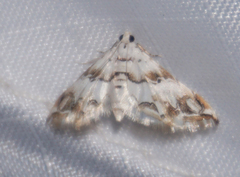 Oxyelophila callista