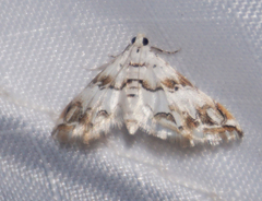 Oxyelophila callista