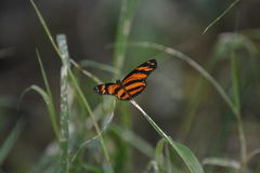 Eresia phillyra phillyra