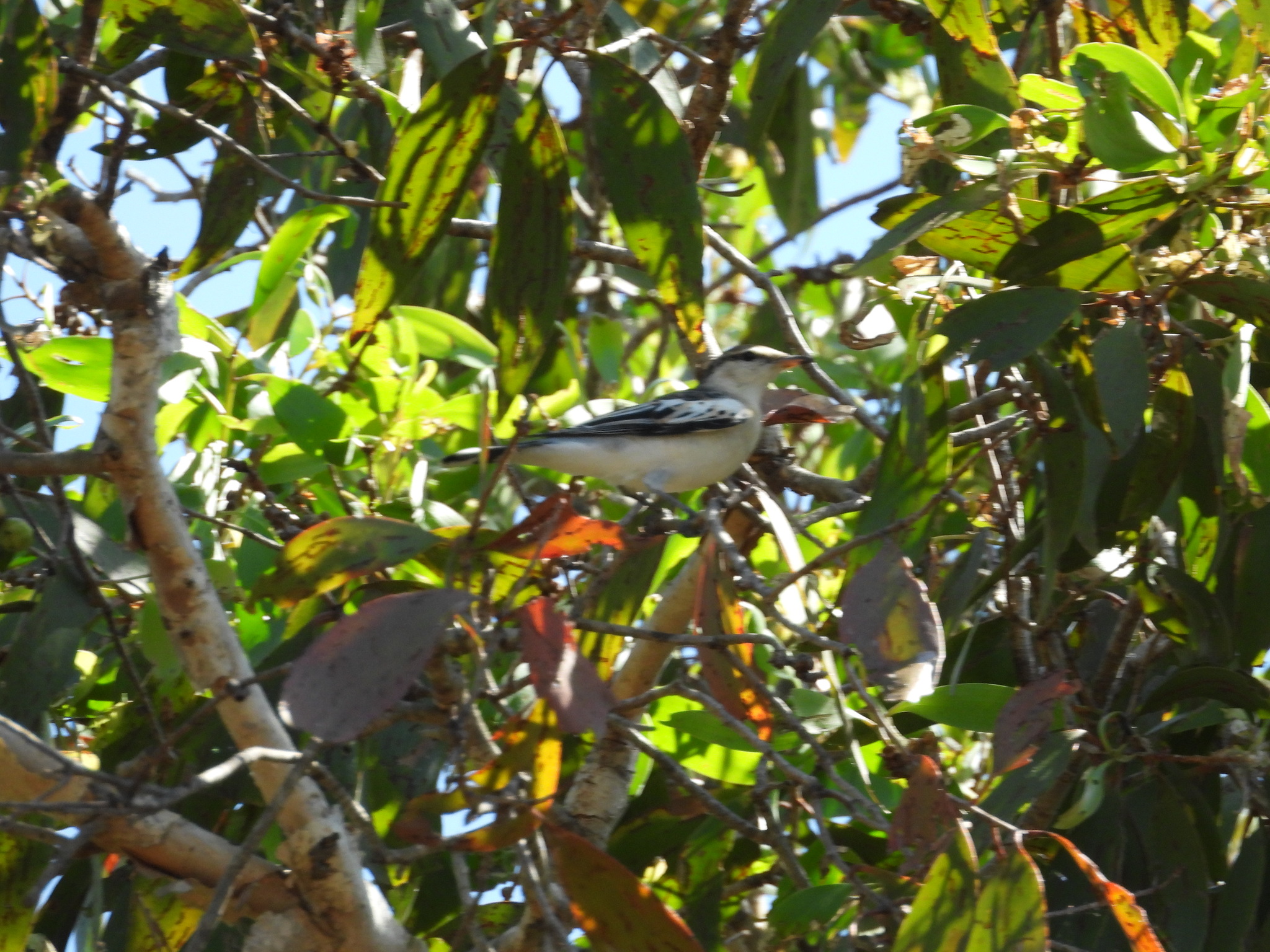 White-winged Triller (Lalage tricolor), photo 8