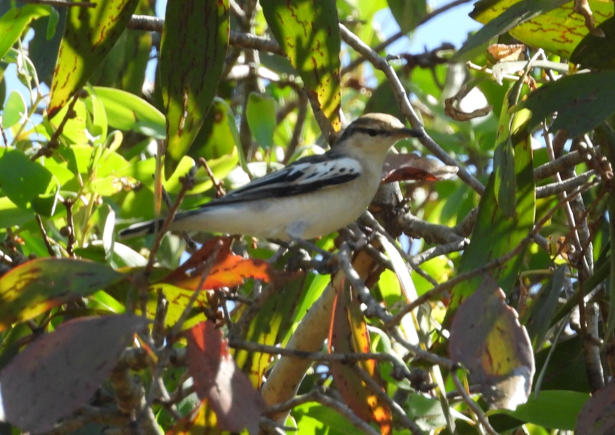 White-winged Triller (Lalage tricolor), photo 9