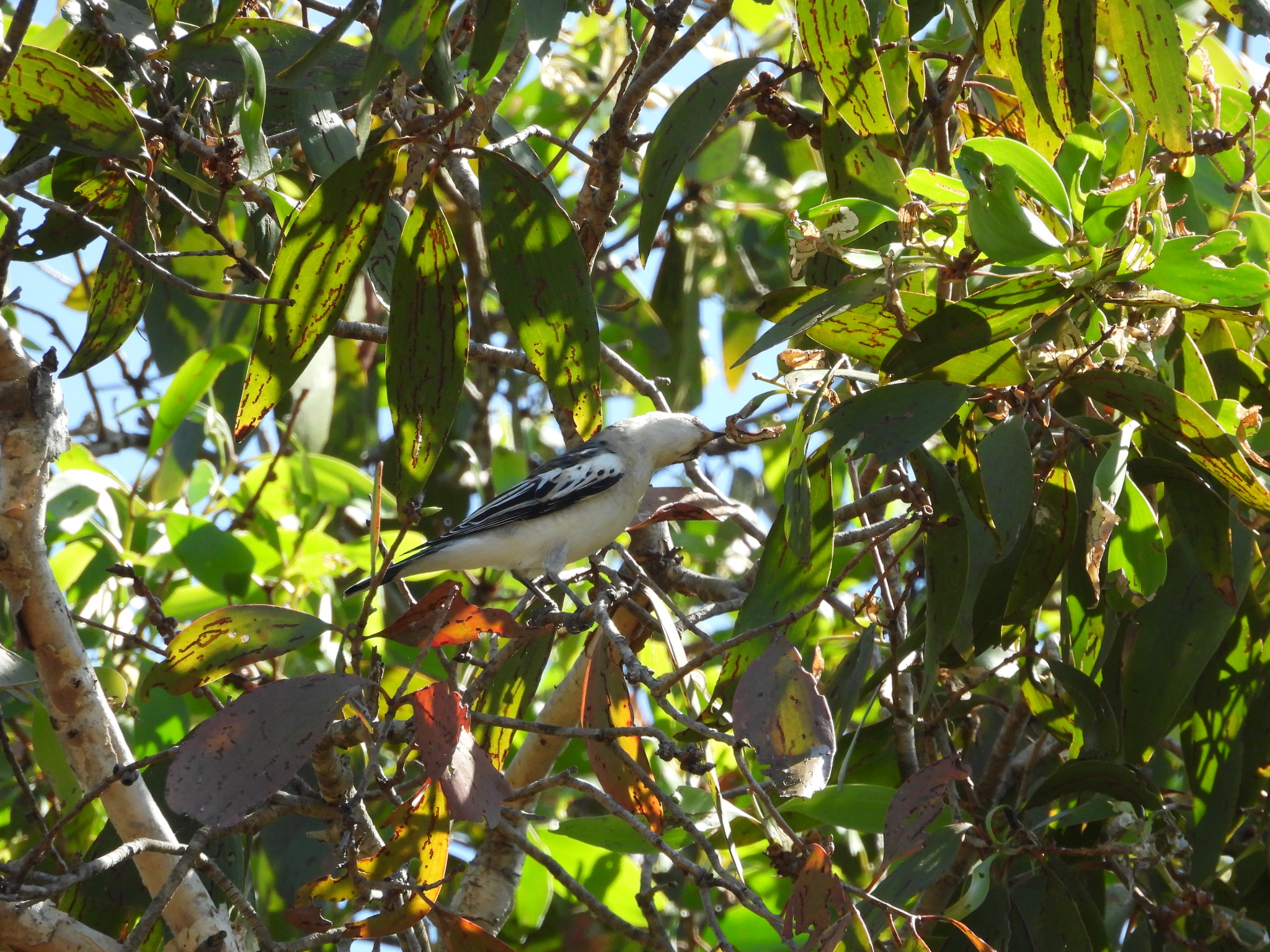 White-winged Triller (Lalage tricolor), photo 10