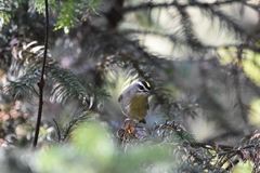 Regulus satrapa aztecus