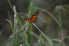 Eresia phillyra phillyra