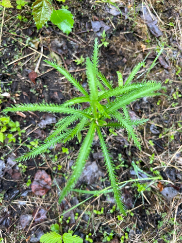 Siberian Yarrow