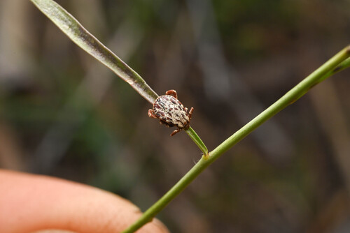 Rocky Mountain Wood Tick photo 6