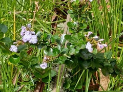 Duranta triacantha, photograph author not stated, no rights reserved