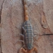 Hentz Striped Scorpion - Photo (c) mitzleplex, some rights reserved (CC BY-NC)