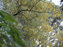 Sophora microphylla