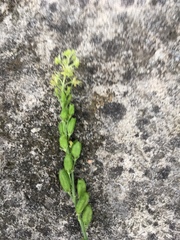 Reseda lutea
