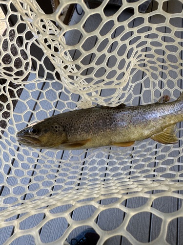 Salmo trutta