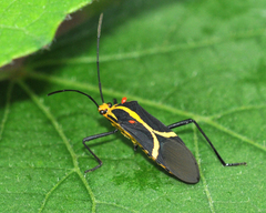 Hypselonotus linea