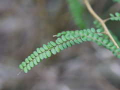 Sophora microphylla