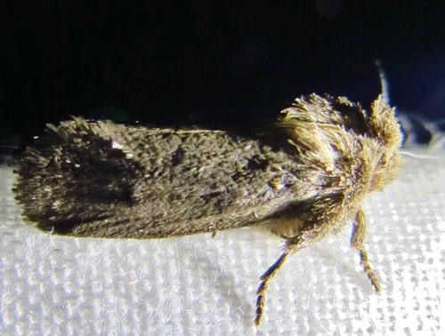Photo of Arcane Grass Tubeworm Moth (Acrolophus arcanella)