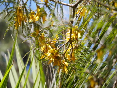 Sophora microphylla