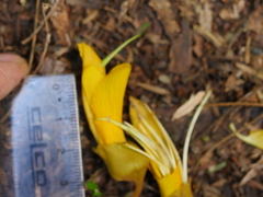Sophora microphylla
