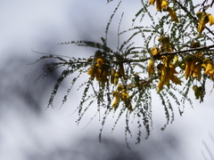 Sophora microphylla