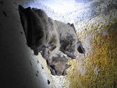 Myotis velifer