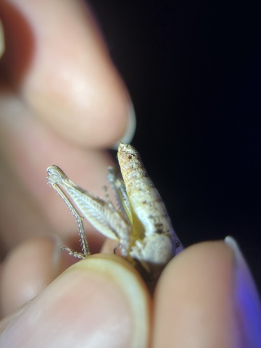 Weldon Short-wing Grasshopper
