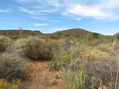 Cotyledon orbiculata spuria
