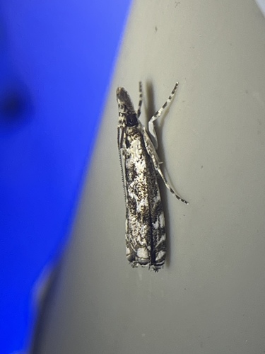 Mesolia incertella