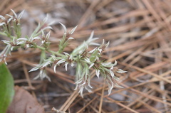 Liatris hesperelegans