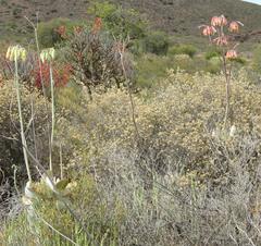 Cotyledon orbiculata spuria
