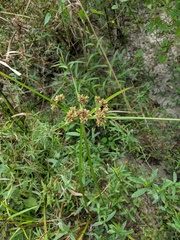 Cyperus virens