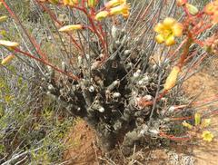 Tylecodon paniculatus × wallichii