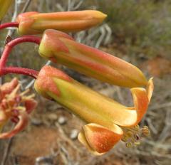 Tylecodon paniculatus × wallichii
