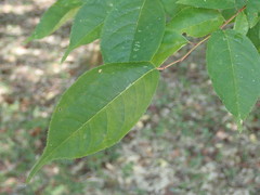Prunus grayana