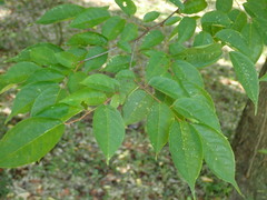 Prunus grayana