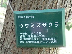 Prunus grayana