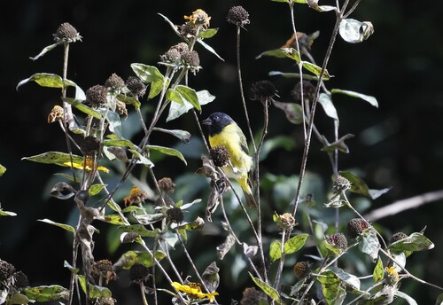 Hooded Siskin