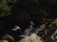 Ardea cinerea