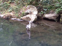 Ardea cinerea