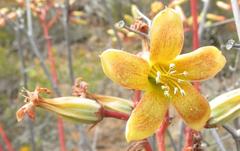Tylecodon paniculatus × wallichii