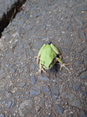 Hyla japonica