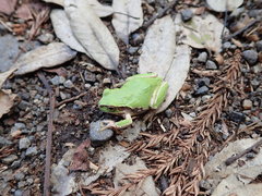 Hyla japonica