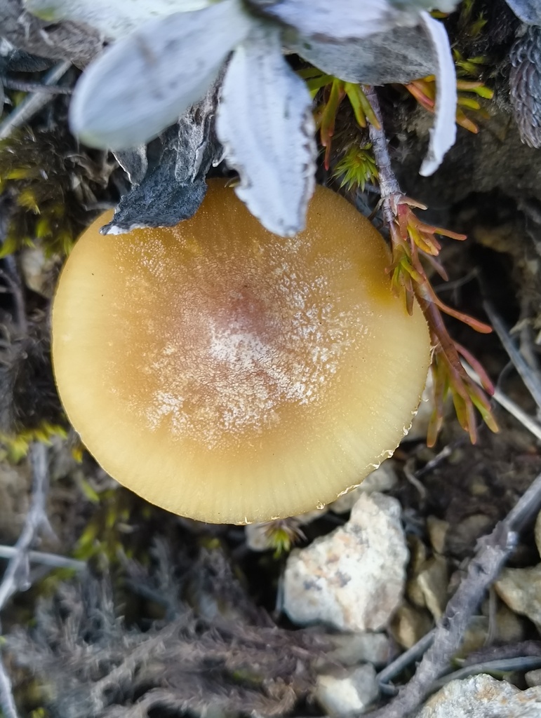 Cystoderma · April 2025 · photo: © zedt (iNaturalist, cc-by)