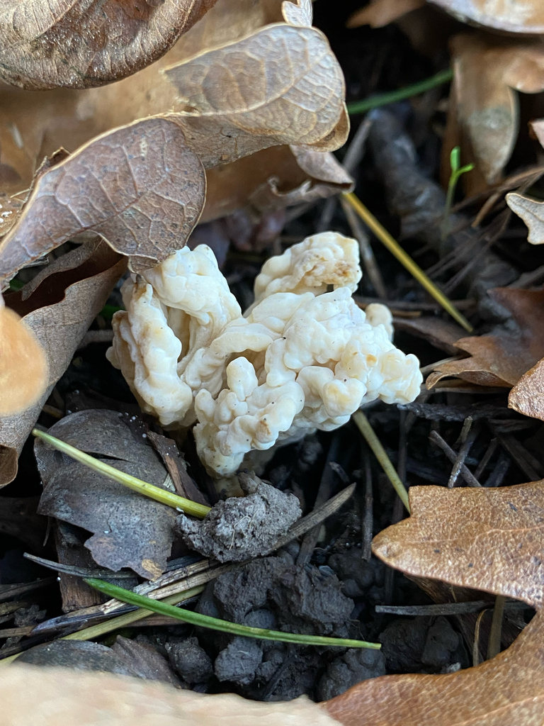 Clavulina rugosa · June 2025 · photo: © crellow (iNaturalist, cc0)