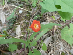Ipomoea coccinea
