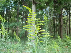 Solidago altissima