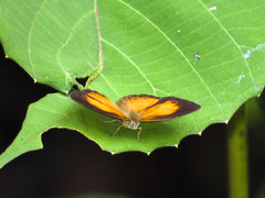 Mycalesis anapita