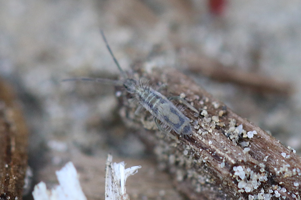 Entomobrya gisini