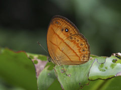 Mycalesis anapita