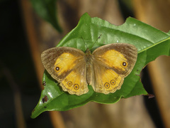 Mycalesis anapita